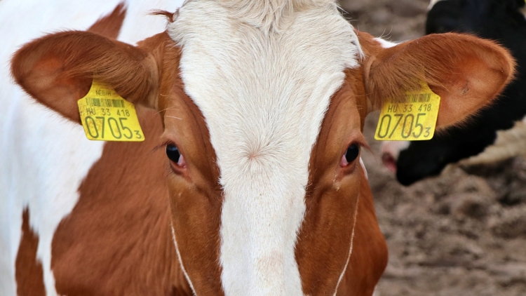 Mikotoxin-ellenes termék állattartásban nélkülözhetetlen