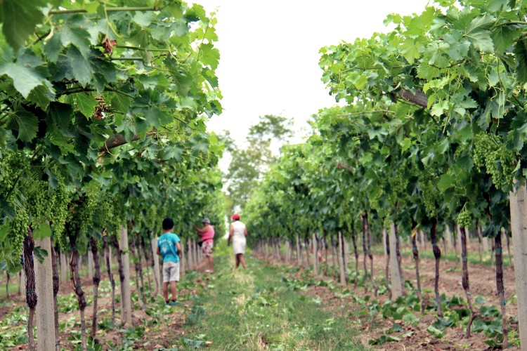 Mezőgazdasági munkák vannak még a szőlőben szüret előtt