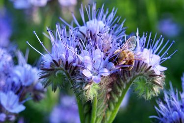 Beporzók: méhek a facéliában