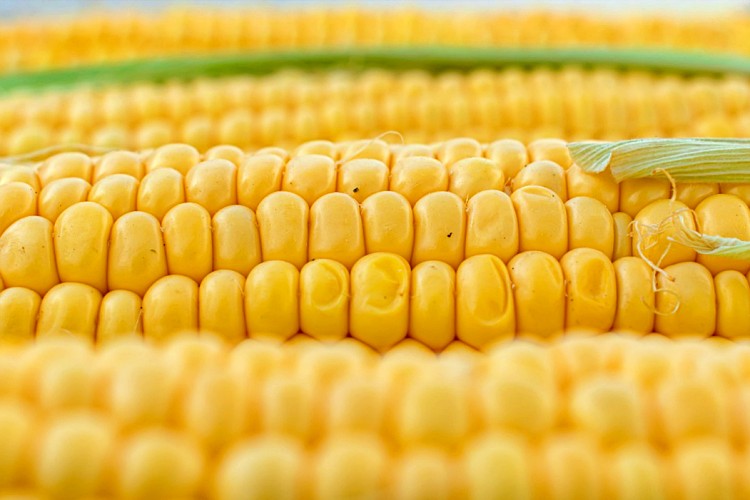 Kukoricatermelés során fontos a mennyiség és minőség kérdése