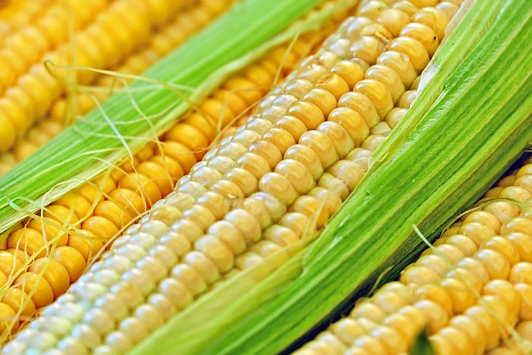 Kukoricatermelés során fontos a mennyiség és minőség kérdése