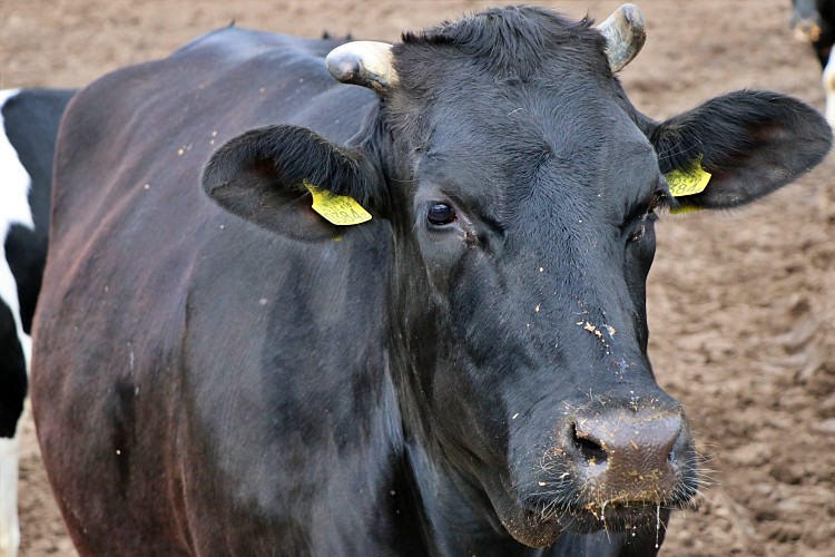 Mezőgazdaságban folyt kutatások az üvegházhatás csökkentése érdekében a szarvasmarhákat is érintik