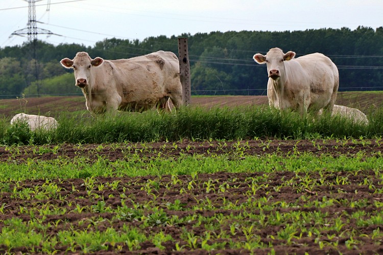 Mezőgazdaságban folyt kutatások az üvegházhatás csökkentése érdekében a szarvasmarhákat is érintik