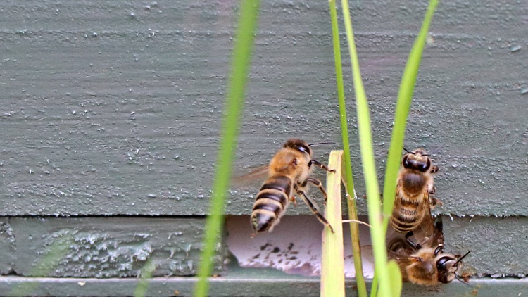 méhek