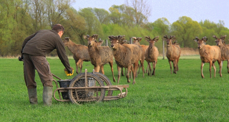 Etetésre érkeznek a szarvasok egy Somogy megyei vadaskertben