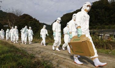madárinfluenza Japán
