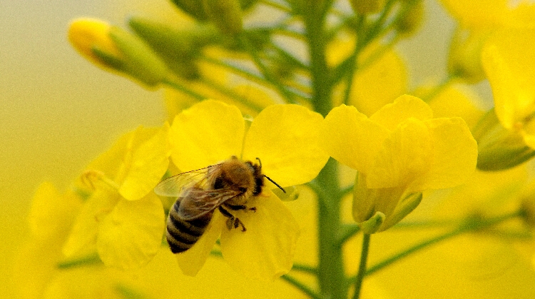 repce, méhecske
