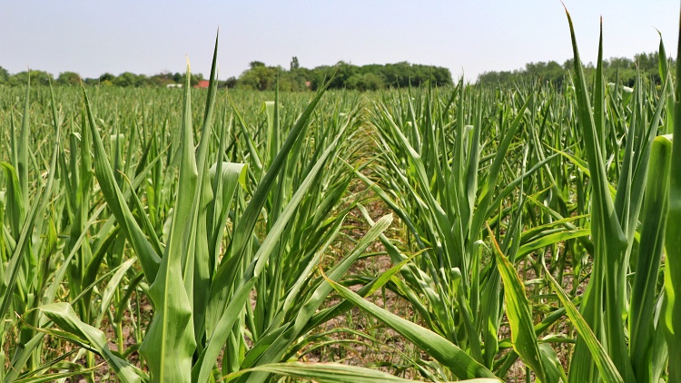 Csapadékhiányos kukorica nyáron