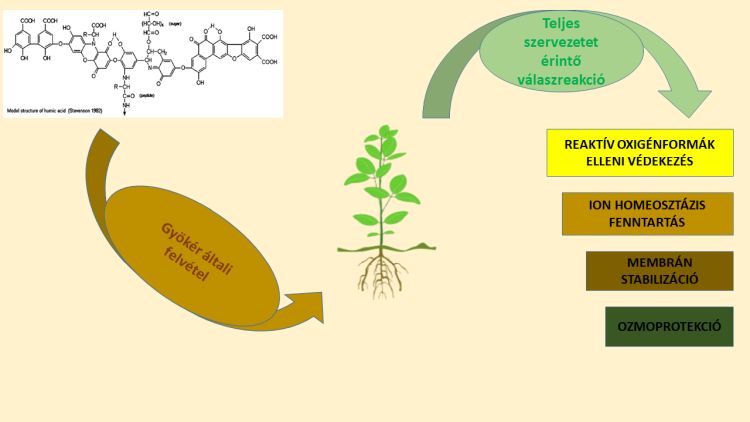 Humin- és fulvosavalapú biostimuláns szerek által sikeresen befolyásolható kulcsfontosságú növényi mechanizmusok