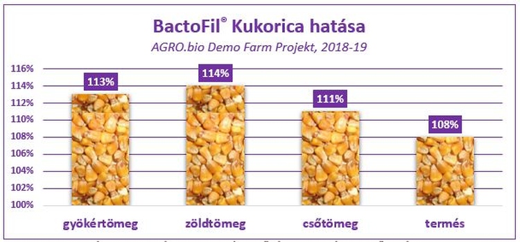 BactoFil kukorica hatása