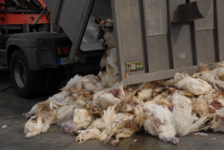 Már állati hullából és vágóhídi hulladékból is hiány van – Agrárágazat