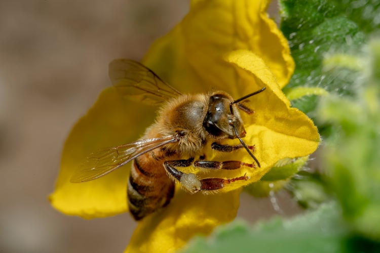 Növényvédelem a méhek segítségével – Agrárágazat