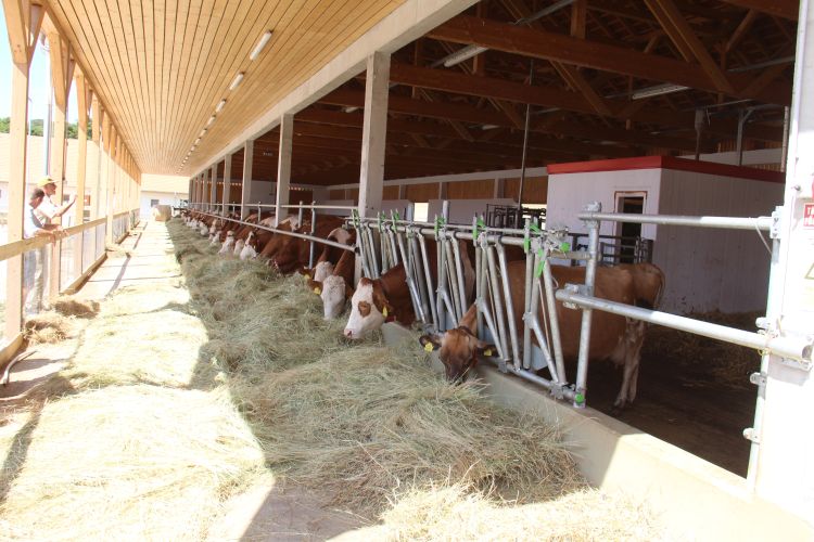 Az Állattenyésztő birtok kategória nyertese a Breier Farm – Agrárágazat