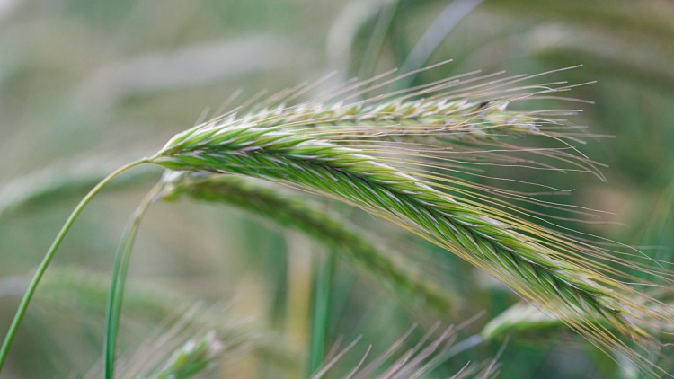 Bővítse takarmánybázisát őszi vetésű gabonafélékkel! – Agrárágazat
