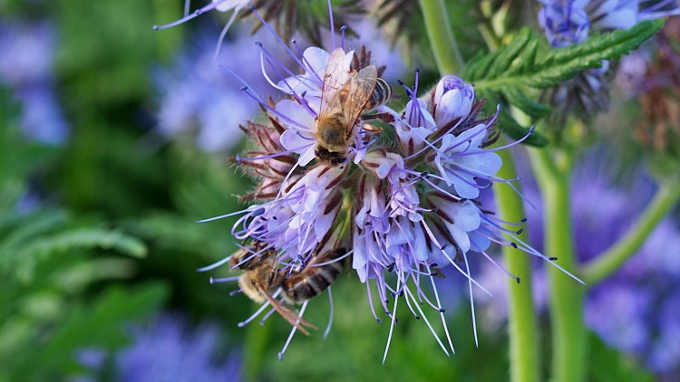 A következő támogatási időszakban lesz pénz a méhészeknek – Agrárágazat