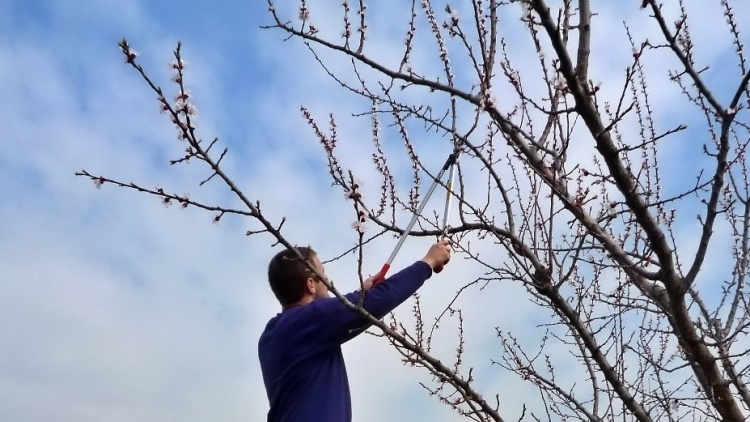 Gyümölcsfa metszése