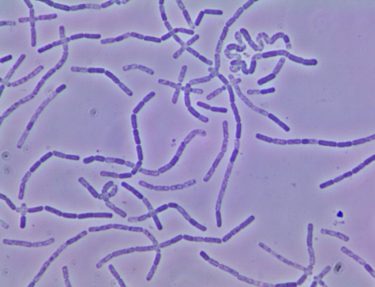 Bacillus simplex