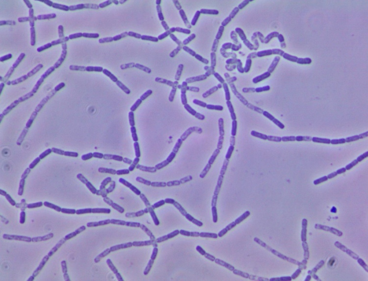 Bacillus simplex