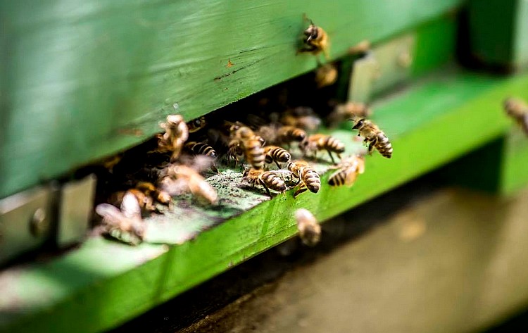 Méhek és kaptár bejárat