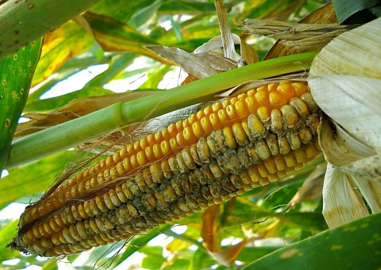 Aflatoxinos kukorica