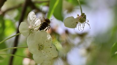 Virágzó gyümölcsös, méh