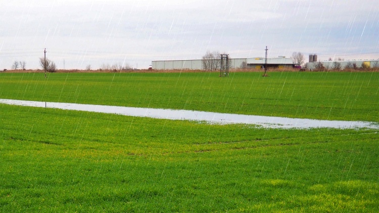 Belvizes mezőgazdasági terület