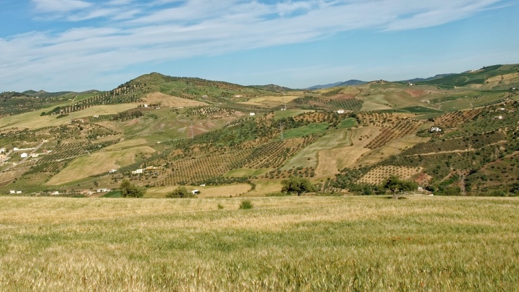 Spanyol mezőgazdasági táj