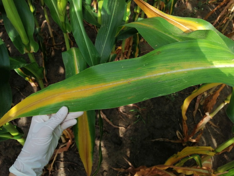 nitrogénhiány tünete kukoricalevélen