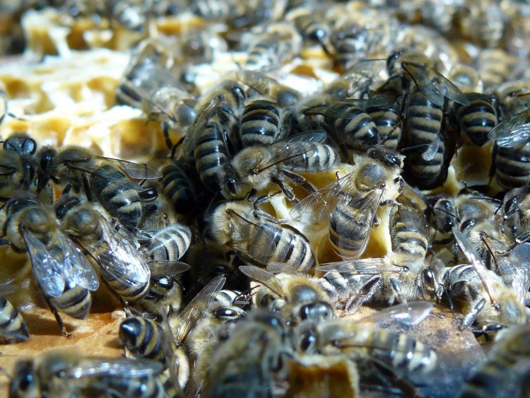 Kockázatokat rejthet az ismeretlen származású méhanya – Agrárágazat