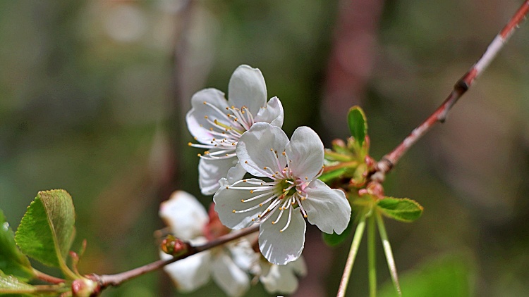 Gyümölcsfa virágja