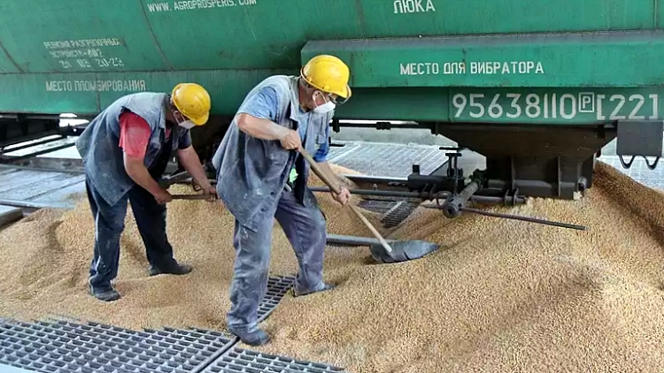 ukrán gabona
