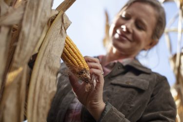 kukorica kukoricaszár levél nő