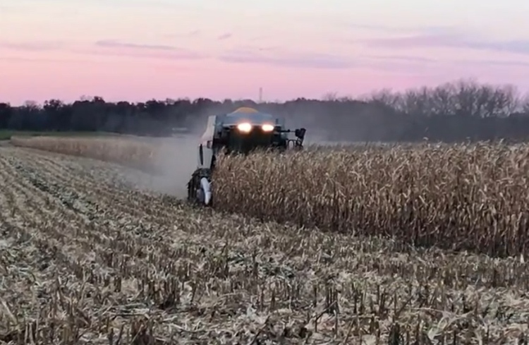 kukorica betakarítás tél