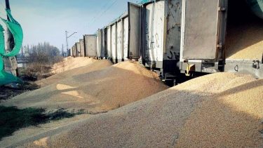 Földre öntött import kukorica vasúti határon