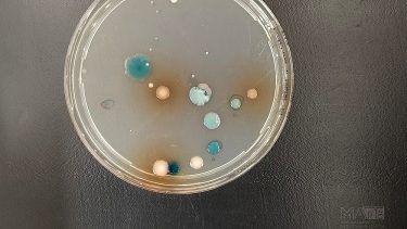 antibiotikum-rezisztens mikroszervezetek