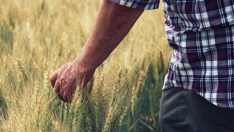 Mientras Europa flaquea, el mundo suelta su trigo con toda su fuerza: el sector agrícola