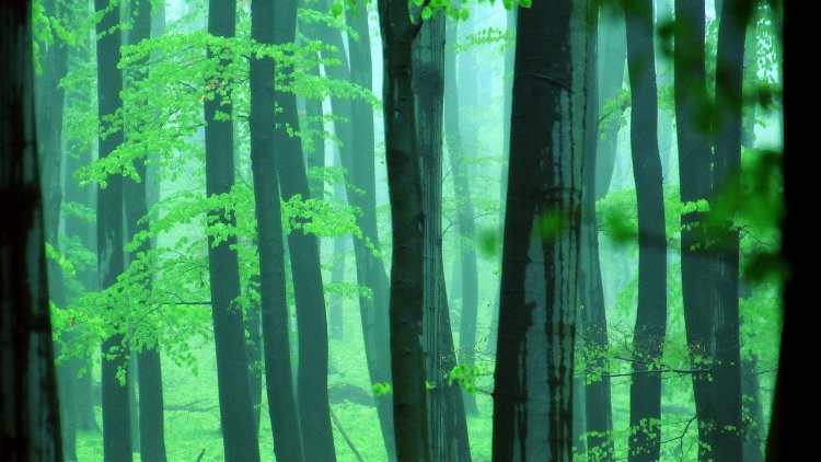 erdő