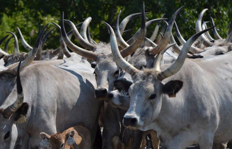 Újra szenzációs gulyahajtás a tiszaugi hídon! – Agrárágazat