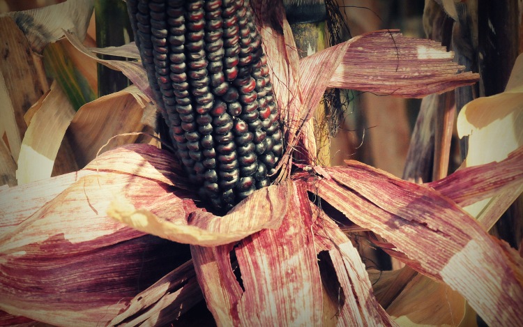 aszálytűrő hazai nemesítésű kukorica