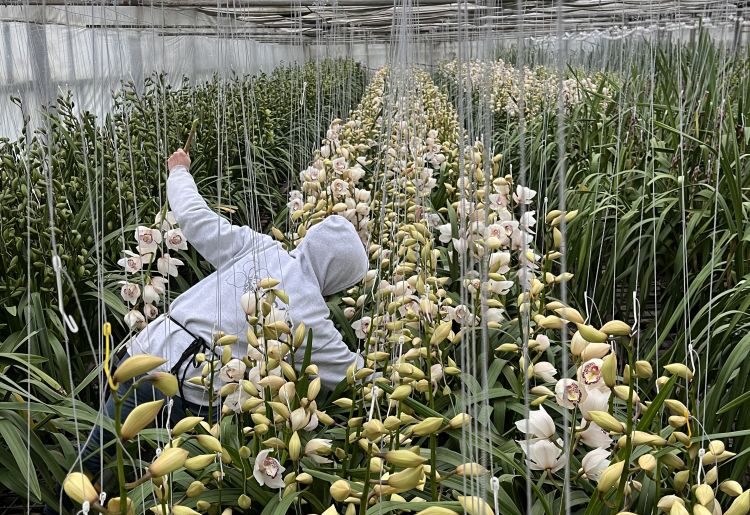 Apai örökség az alma és a csónakorchidea szeretete