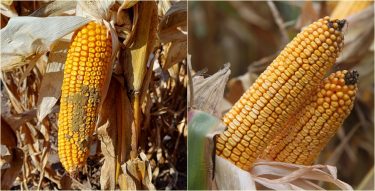 aflatoxinos és egészséges kukoricacső