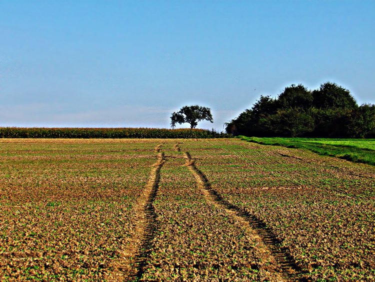 termőtalaj