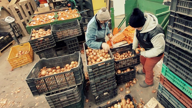 őstermelők kisgazdaság zöldségcsomagolás