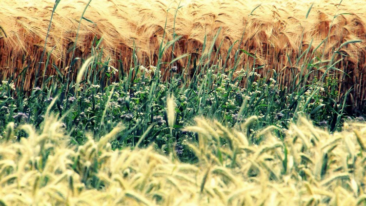 A no-till 300 mm esővel beválik – földkörüli tippekkel