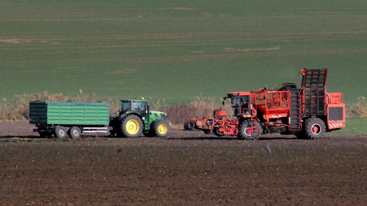 cukorrépa-betakarító gép traktor pótkocsi