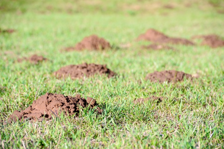 Mezei pocok invázió fenyegeti az agráriumot