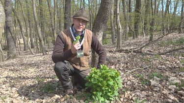 Bózsó Gyula