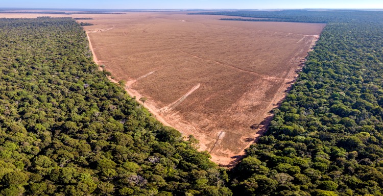 Ijesztő kép, még környezetpusztítóbb lehet a brazil szója