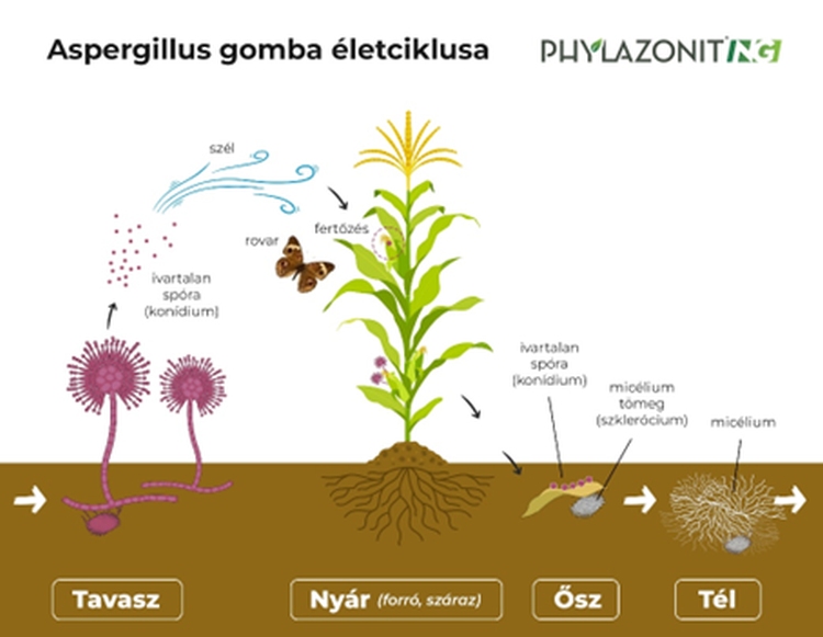 Aspergillus gomba