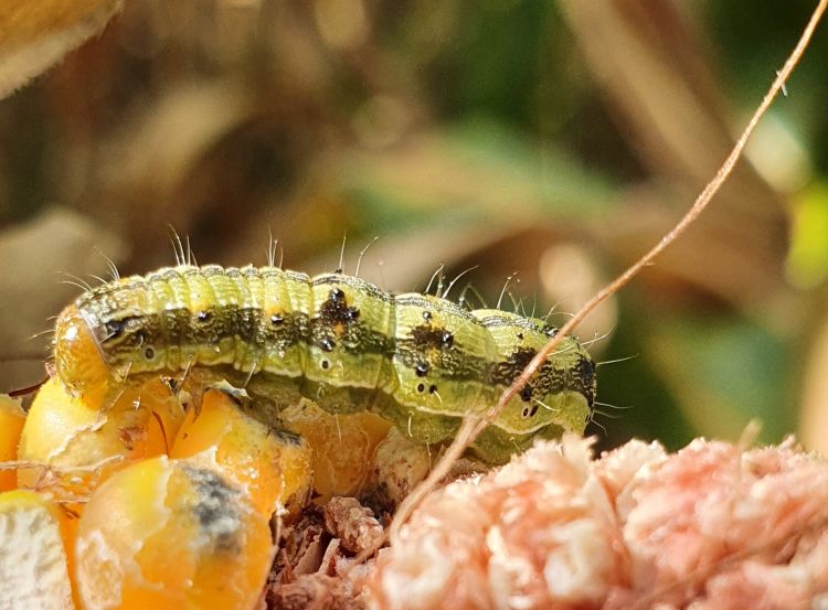 Hatékonyabbá válik a kukorica molykártevők elleni védelme